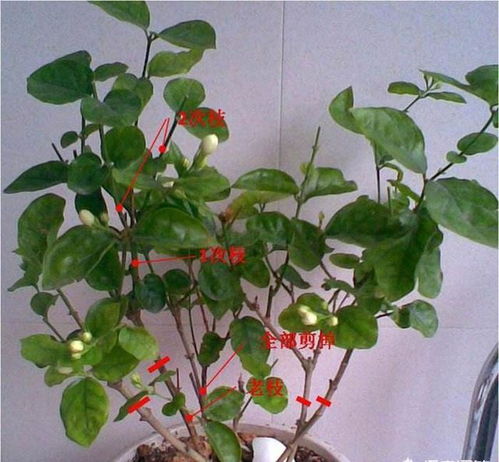 茉莉谢花后如何修剪？图解正确方法