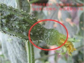 黄瓜用氟环唑，平安吗？