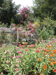 耐阴花推荐：家里光照不好也Neng养