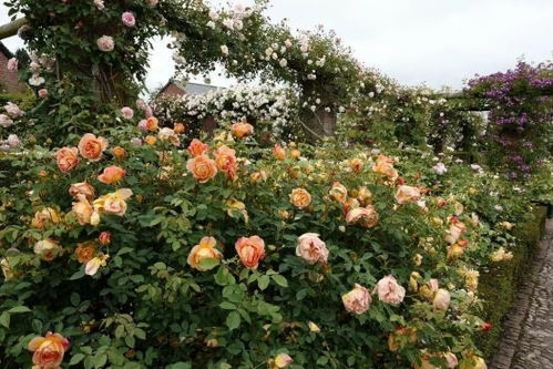 月季之美， 秋日养护指南