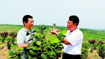 如今,魏本欣的榛业全产业链发展模式以经成型,采用 种苗繁育+榛子收购+深加工研发+仓储物流+线上线下销售 的融合模式,让荒山秃岭变成 绿色银行 ...