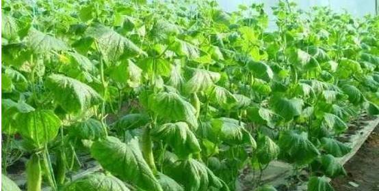 黄精黑斑病症状揭秘：种植者必知的病害识别指南
