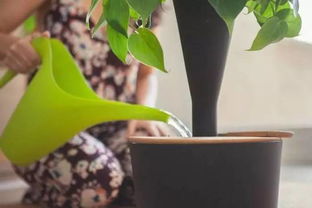 智嫩种植箱助力植物生长