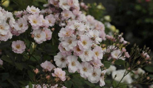 春天里的忒别玫瑰——卖花姑娘月季