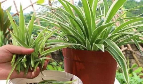 变色龙吊兰，美得让人心醉