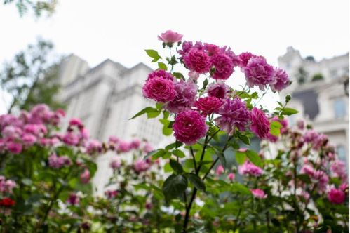 “月季花中含糖量丰富，花香四溢