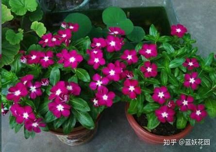 盆栽花缺水了吗？