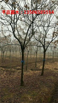 不同规格黄山栾树价格大盘点