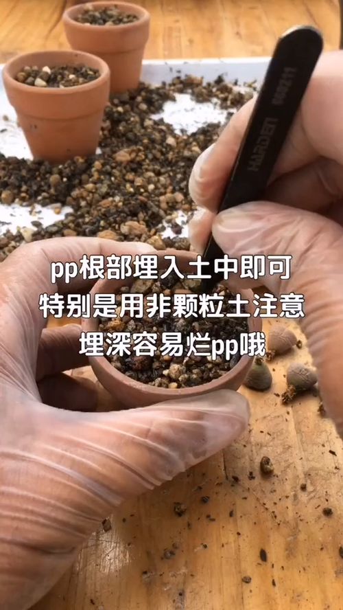 生石花修根后换土时需要注意哪些要点和技巧