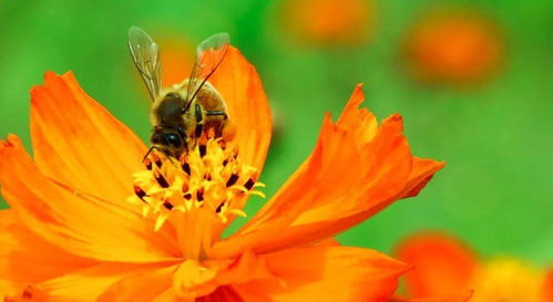 夏牧场上的花海世界