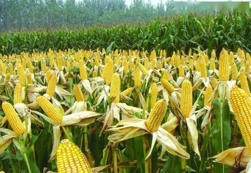 喷施缩节胺的注意事项