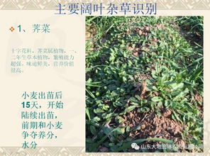 打药时间选择， 傍晚Zui佳