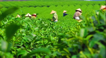 美洲茶在哪些耐寒极限下能越冬？关键防护措施有哪些
