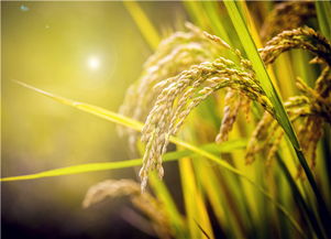 薏米种植失败案例：南阳王师傅的血泪史