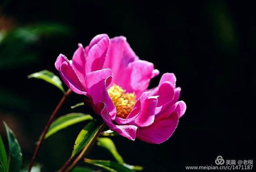 芍药花，美丽神秘