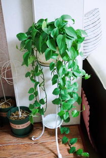 绿萝的阳光小秘密