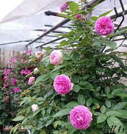 玛姬婶婶月季的花期是多久？