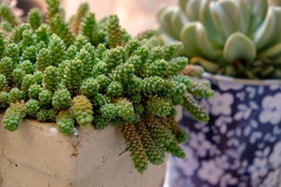 桂林的草本植物天堂