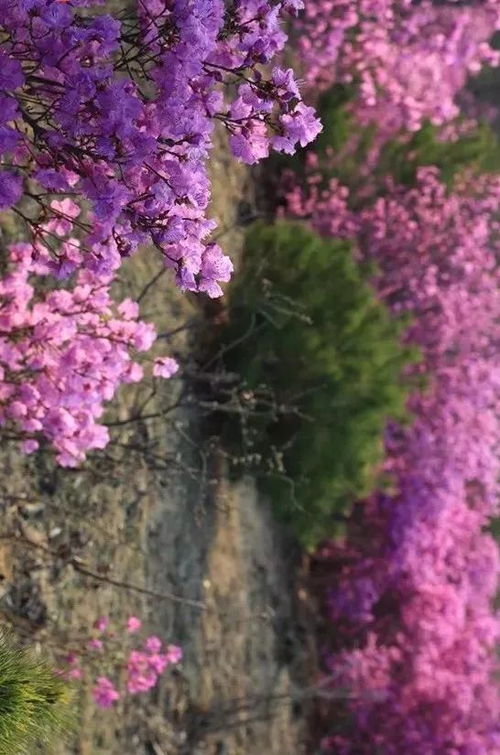 金达莱， 春之使者