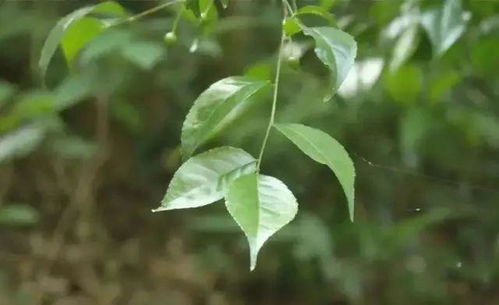 冬青石的奥秘：它究竟是什么？