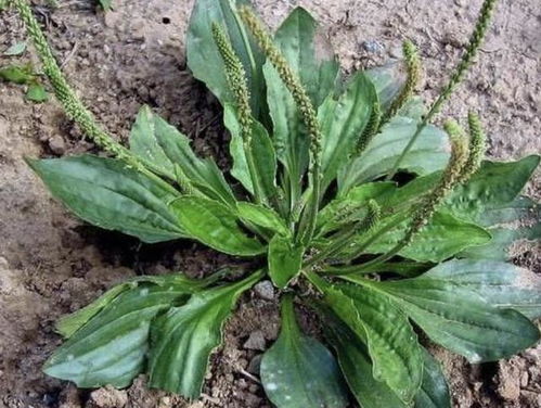 车前草的神奇疗效