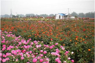 人大代表助力， 推动乡村振兴