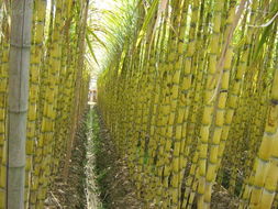 黄皮果蔗的施肥与除草