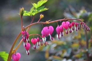 黄泥土：种植花卉的小天地