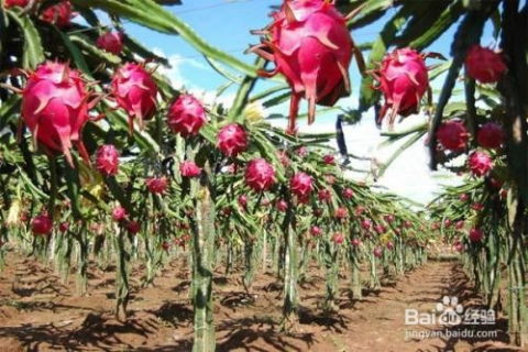 火龙果苗种植难不难？这样种
