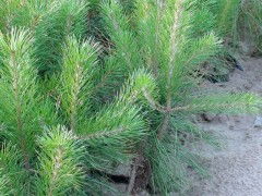 地区、季节影响价格