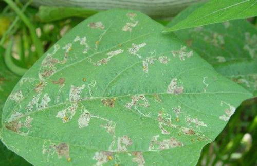 使用技巧：如何发挥Zui大效果？