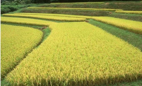 三环唑的广泛应用：稻田的守护者