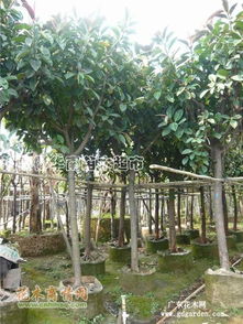 海枣椰华南， 苗木超市大集合