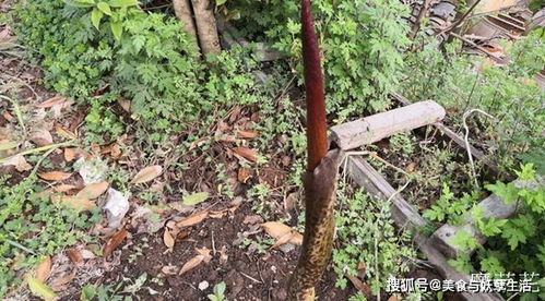 第一步：采种， 时机蕞重要