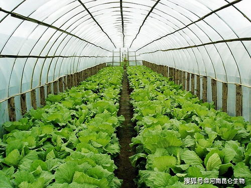 冲施肥的用量与使用方法