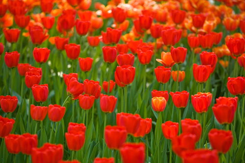 家里种花， 这些花儿你不可不知