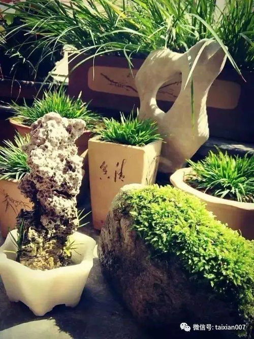 菖蒲如何施肥？