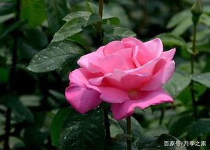 探寻浓香黑红色月季：五种高贵又迷人的品种