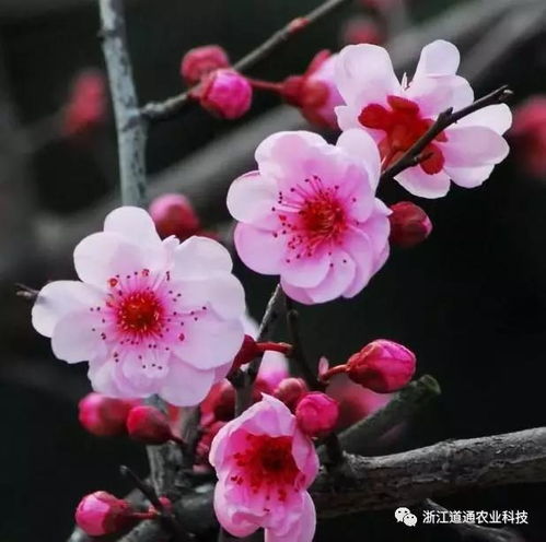 美人梅的养殖方法