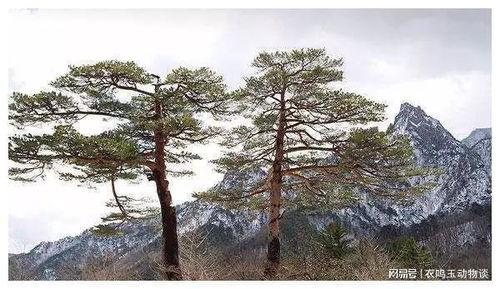 圆柏树干为何如此坚硬