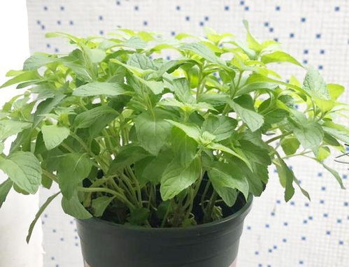 春天来了驱蚊花草种起来！