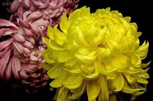 瓜叶菊花开尽，如何巧手拆分