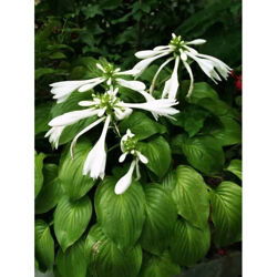 玉簪小苗生长初期的肥料选择与施肥频率