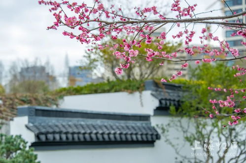 第二个推荐：白云山