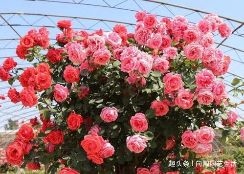 月季冬季室外扦插，如何让小苗不怕冷？