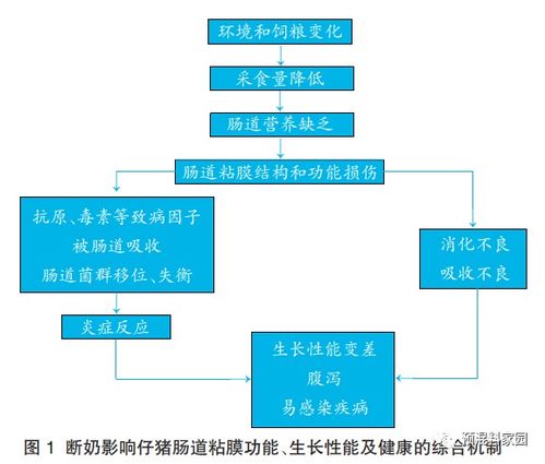 饲料禁抗时代和无抗猪料技术管理要点有哪些不同？