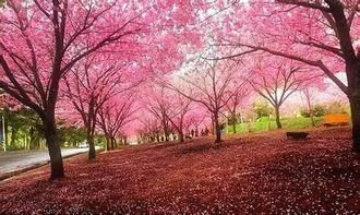 春天赏花树推荐：樱花、桃花、梨花...你准备好了吗