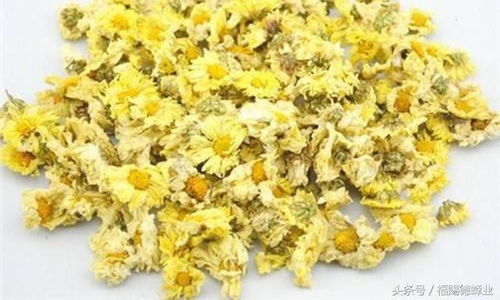 甜叶菊有啥用？这些功效与作用你一定要知道
