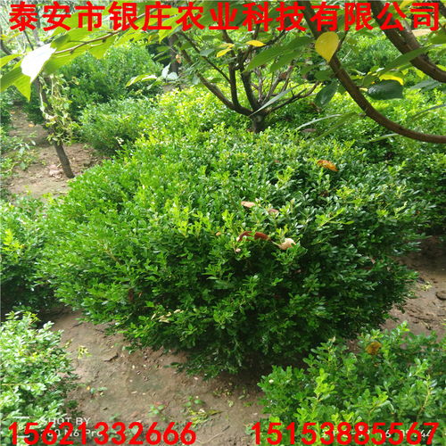 附近还有其他苗木基地吗？