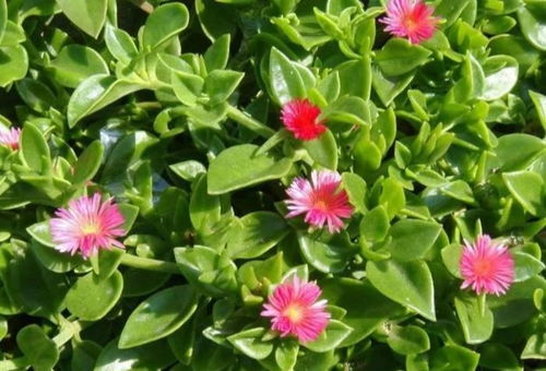 夏季养花小窍门， 让你的花草梗旺盛